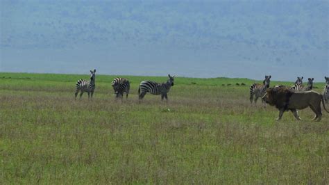 Working Together To Survive The Hunt | Survival, Mammals, Zebras