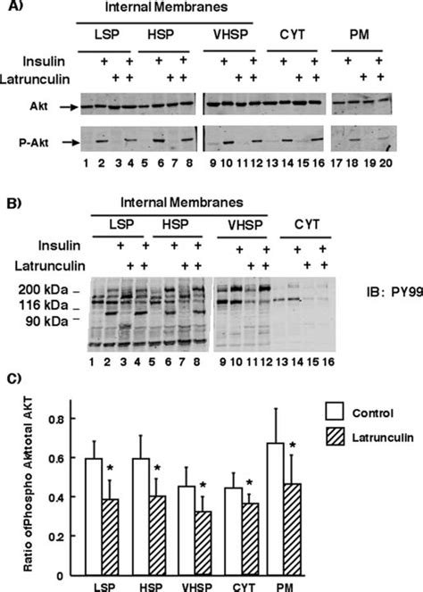 Effect Of Latrunculin B Treatment On The Subcellular Localization And