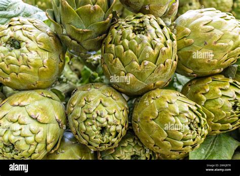 Bunch Of Globe Artichokes Cynara Scolymus Grown For Their Edible