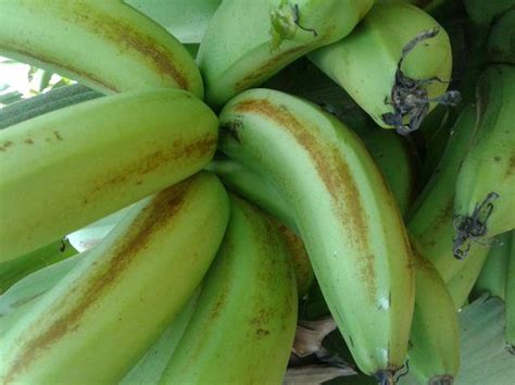 Banana Rust Thrips Pests And Diseases