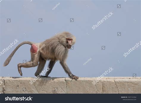 Hamadryas baboon Images, Stock Photos & Vectors | Shutterstock