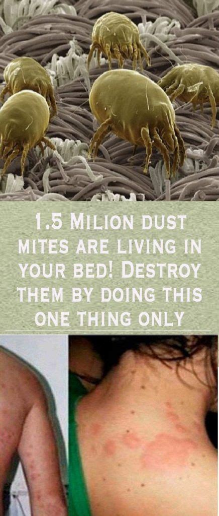 1 5 Million Dust Mites May Be Living In Your Bed Destroy Them By Doing This One Thing Only