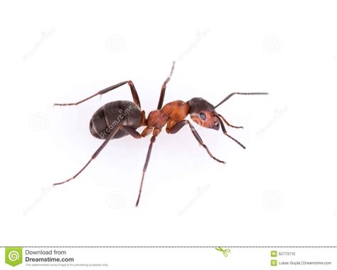 Ant isolated on white background. Ant isolated on white background, macro photo #Sponsored , # ...