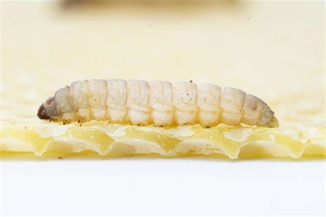 The greater wax moth Galleria mellonella 17700615 Stock Photo at Vecteezy