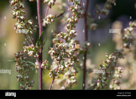 Beifuß Gewöhnlicher Beifuß Beifuss Blüten Blüte blühend Artemisia