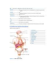 Understanding The Endocrine System Functions And Structures Course Hero