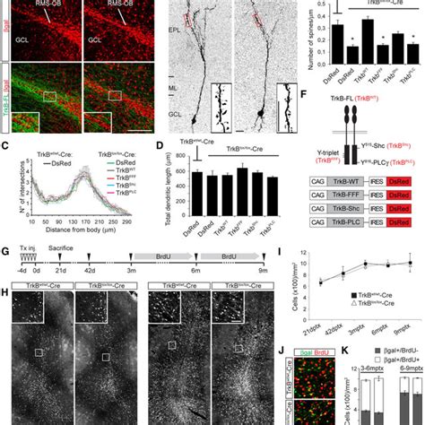 Regionalized Expression Of Bdnf In The Ob A In Situ Hybridization