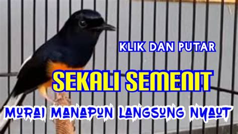 Murai Batu Gacor Sangat Cocok Buat Pancingan Murai Mogok Bunyi Cukup