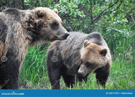 Orsi grigii, Alaska immagine stock. Immagine di grizzly - 33671905