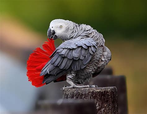 African Grey What A Bright Red Tail Parrots Pinterest