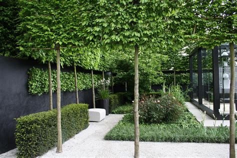 David Dangerous: Pleached trees - Stilted Trees - Raised Hedging