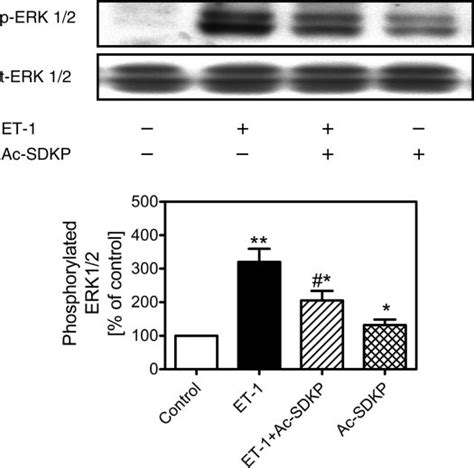 Effects Of Ac Sdkp On Et Induced Mapk Erk Phosphorylation In Rat