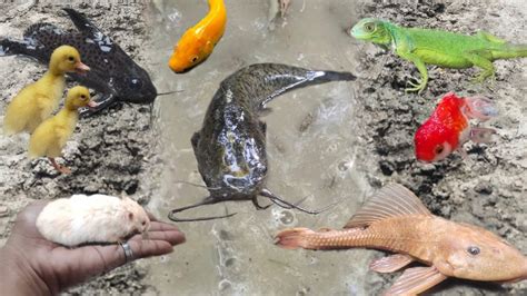 Menangkap Ikan Sapu Sapu Lele Albino Ikan Hias Ikan Koi Ikan Koki