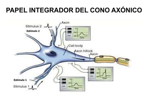 Sinapsistipos De Sinapsis Neuronal Y Neuromuscular Ppt