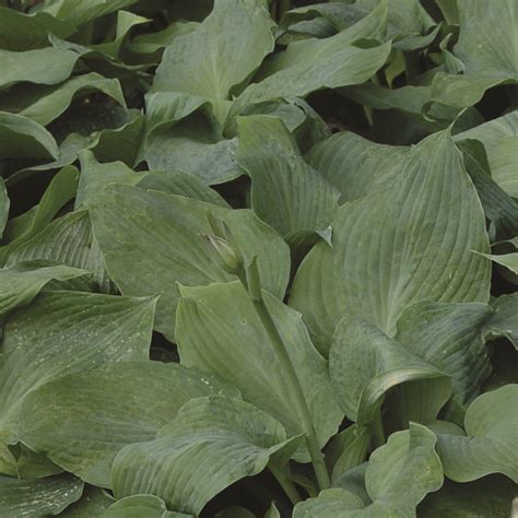 Hosta Blue Angel Van Berkum Nursery