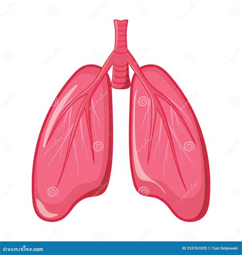 Diseño De Animación De Ilustración De Vector Pulmonar Humano Para