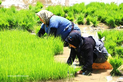 مراحل کشت برنج در شمال صنایع غذایی کاویش