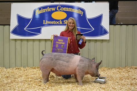 Grand Champion Swine -- Plainview Community Stock Show