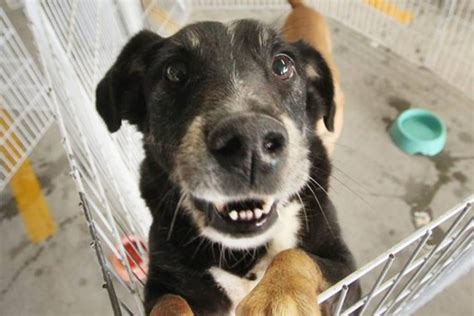 Barueri terá mais cinco feiras de adoção de cães até domingo 1º