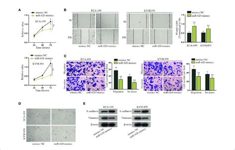 Mir 620 Inhibits Cell Proliferation Migration Invasion And Emt Download Scientific Diagram