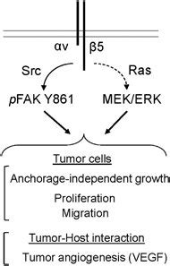 Model Of Integrin Function In Bc Integrin Promotes Tumor Growth