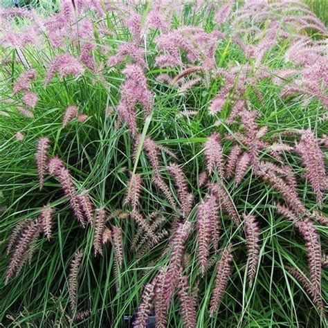 Les Pennisetums Cenchrus Jardin De Luchane