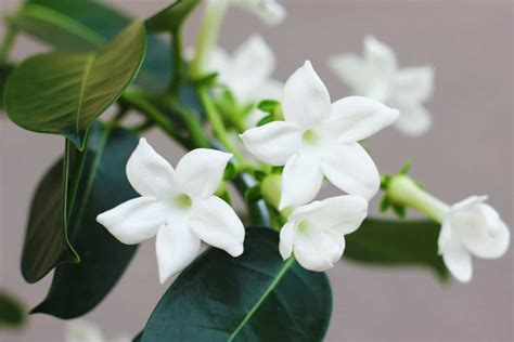 How To Grow And Care For Madagascar Jasmine