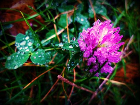 Banco De Imagens árvore Agua Natureza Grama Ramo Flor Solta