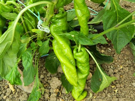 HJ9 Big Bang Space Chilli Seeds - Hangjiao 9 Big Bang Space Pepper Seeds - Red Dragon Seeds