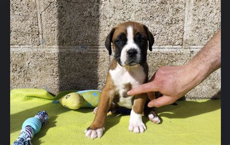 Adoption De Kyra Ind Finie Chien Boxer R Gion Pays De La Loire