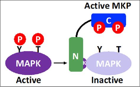 Figure From The Role Of Map Kinase Phosphatase In Cardiac