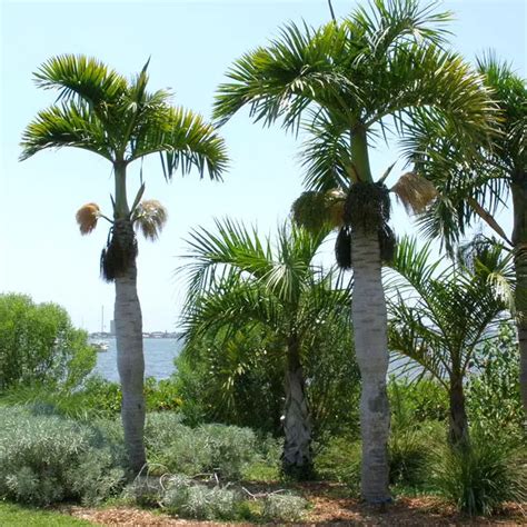 Spindle Palm Tree Hyophorbe Verschaffeltii 650x550g Florida Palm Trees