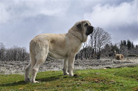 Descubre Perros Grandes De Pelo Corto Demascotas Info