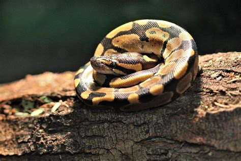 How to Care for Your Ball Python Snake - Allan's Pet Center