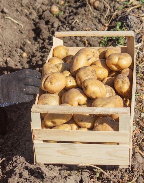 Um Agricultor Tem Uma Batata Nas M Os Foco Seletivo Natureza Foto Premium