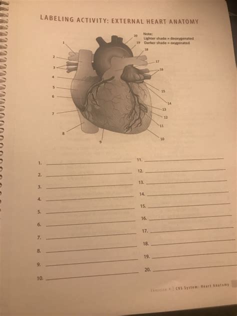 Solved Labeling Activity External Heart Anatomy 20 Note