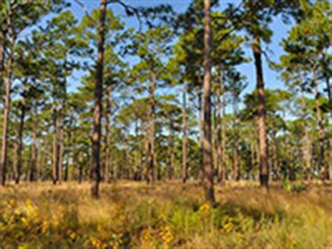 Sandhill Ecosystems - VSE - Stetson University