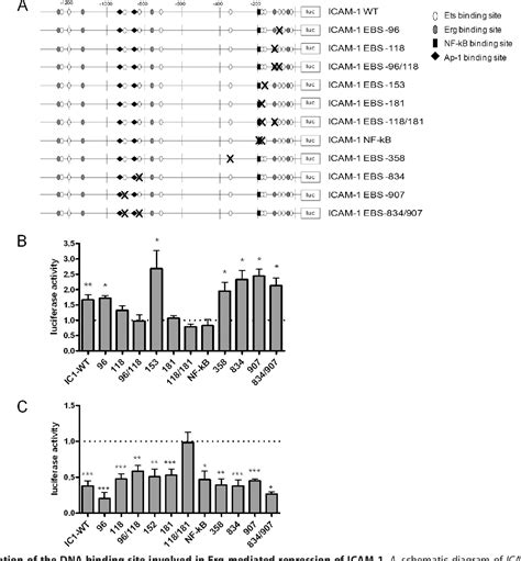 Figure From The Transcription Factor Erg Controls Endothelial Cell