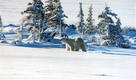 File:Polar bear winter.JPG - Wikimedia Commons