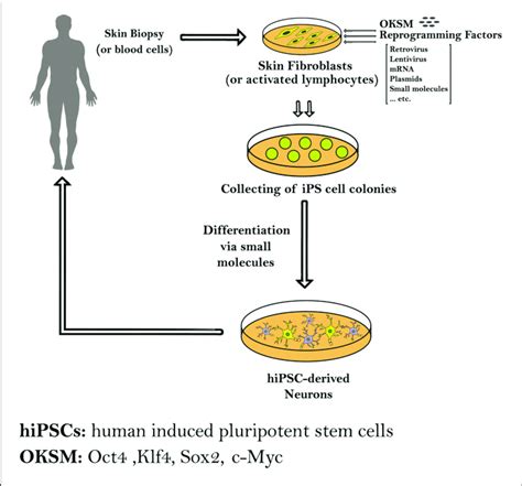 Schematic Diagram Showing The Methods Used To Generate Induced