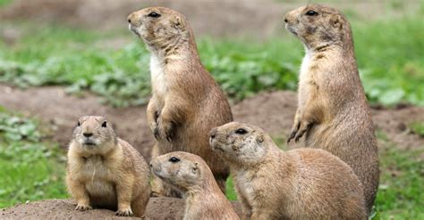 Prairie Dog Animal Facts A Z Animals
