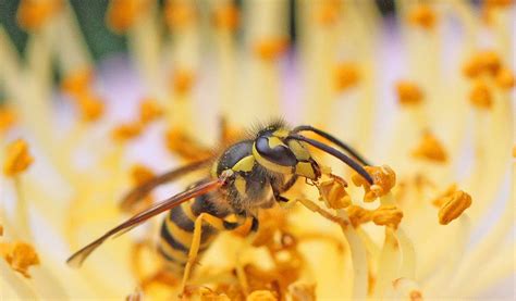 Yellowjacket Wasp - Facts, Sting & Habitat Information