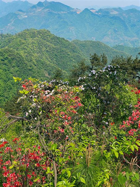 杭州·富阳区·洞桥大坞村“云台山映山红”，堪称人间仙境。 风景照 19摄区 杭州19楼