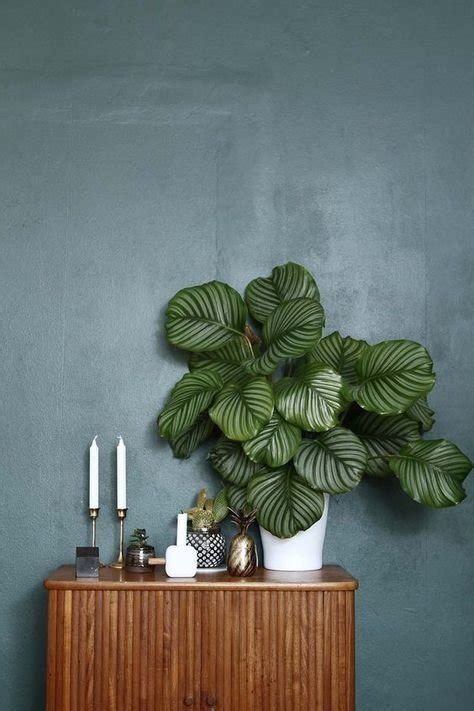 16 House Plants That Crave Dark Corners Indoor Plants That Dont Need