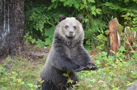 Grizzly Bear Cub Posing | Grizzly Bear Tours & Whale Watching, Knight Inlet