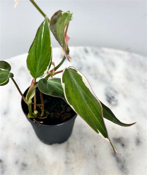 Philodendron Micans Variegated Albo