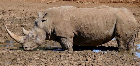 Black And White Rhino Rhino