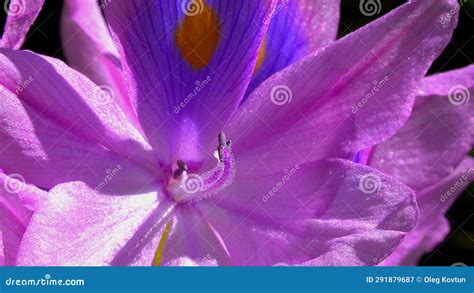 Close Up Flower Eichhornia Water Hyacinths Eichhornia Azurea