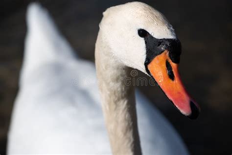 Close Up And Portrait Of A White Swan Looking Sideways At The Camera