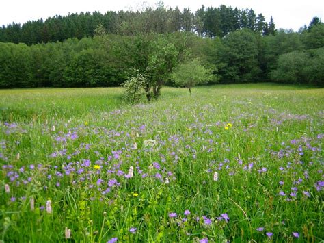 Feuchtwiesen Netzwerk Blühende Landschaft